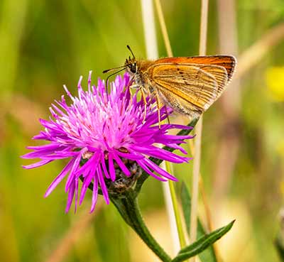 Essex Skipper