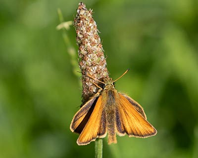 Essex Skipper