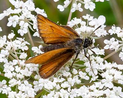 Essex Skipper
