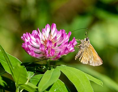 Essex Skipper