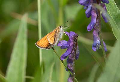 Essex Skipper