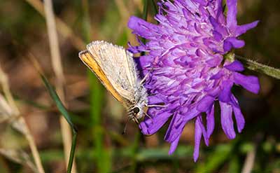 Essex Skipper
