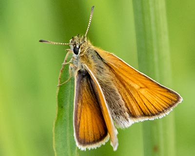 Essex Skipper