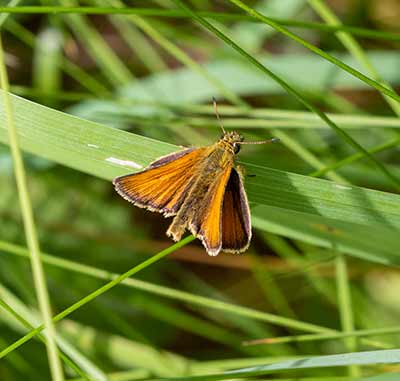 Essex Skipper