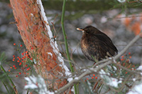 Eurasian Blackbird