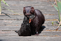 Eurasian Coot