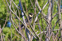 Eurasian Hobby