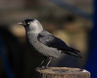 Eurasian Jackdaw