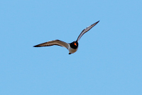 Eurasian Oystercatcher