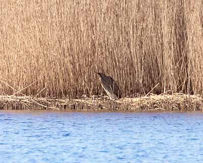 Eurasian Bittern