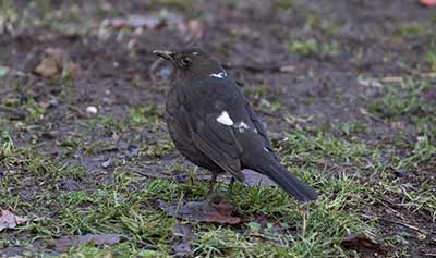 Eurasian Blackbird