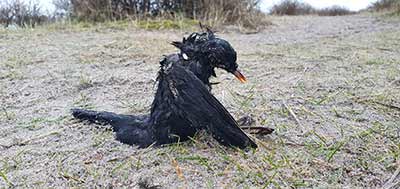Eurasian Blackbird