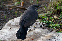 Eurasian Blackbird