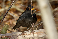 Eurasian Blackbird
