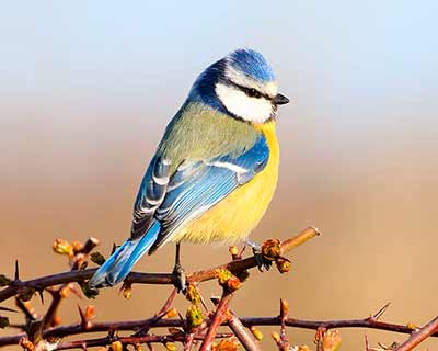 Eurasian Blue Tit