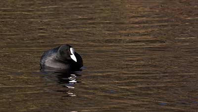 Eurasian Coot