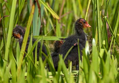 Eurasian Coot