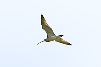Eurasian Curlew