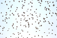 European Golden-Plover