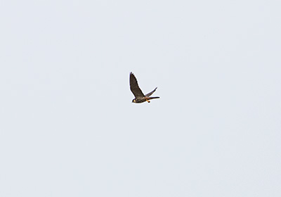 Eurasian Hobby