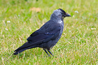 Eurasian Jackdaw