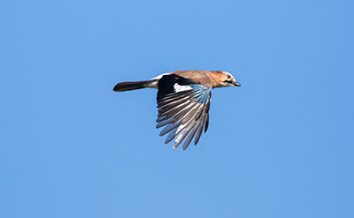 Eurasian Jay