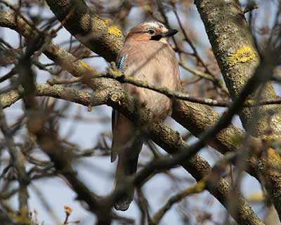 Eurasian Jay