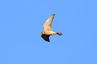 Eurasian Kestrel