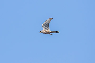 Eurasian Kestrel