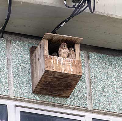 Eurasian Kestrel
