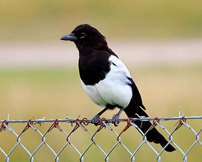 Eurasian Magpie