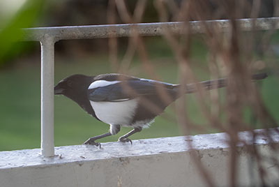Eurasian Magpie