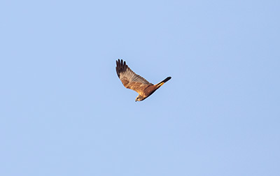 Western Marsh Harrier