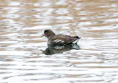 Eurasian Moorhen