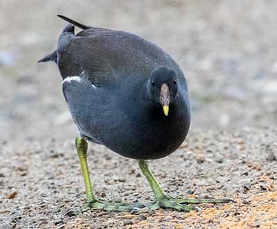 Eurasian Moorhen