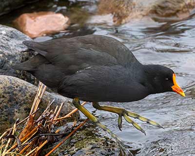 Eurasian Moorhen x Eurasian Coot (hybrid)