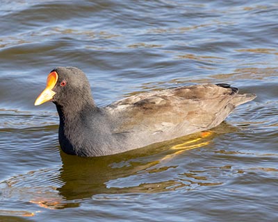 Eurasian Moorhen x Eurasian Coot (hybrid)