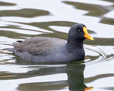 Eurasian Moorhen x Eurasian Coot (hybrid)