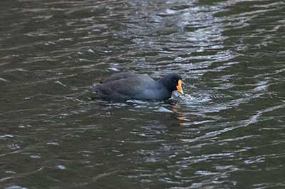 Eurasian Moorhen x Eurasian Coot (hybrid)