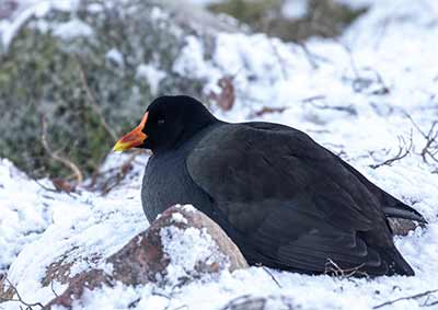 Eurasian Moorhen x Eurasian Coot (hybrid)