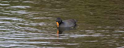 Eurasian Moorhen x Eurasian Coot (hybrid)