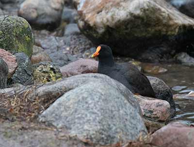 Eurasian Moorhen x Eurasian Coot (hybrid)