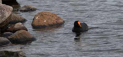 Eurasian Moorhen x Eurasian Coot (hybrid)