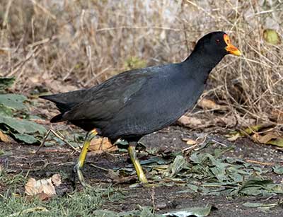 Eurasian Moorhen x Eurasian Coot (hybrid)