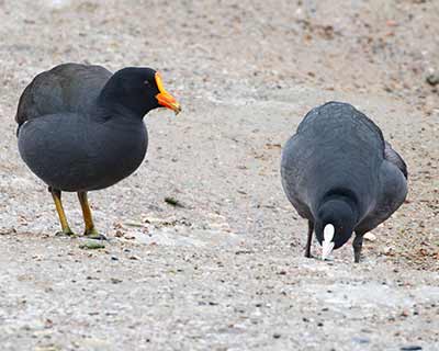 Eurasian Moorhen x Eurasian Coot (hybrid)