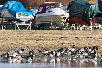 Eurasian Oystercatcher
