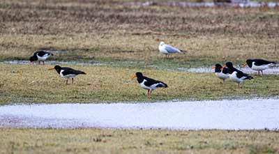 Eurasian Oystercatcher