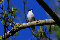 European Pied Flycatcher