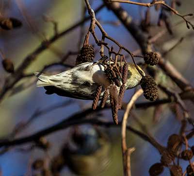 Eurasian Siskin