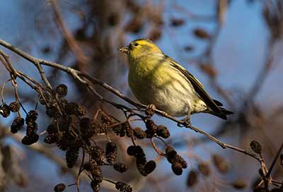 Eurasian Siskin